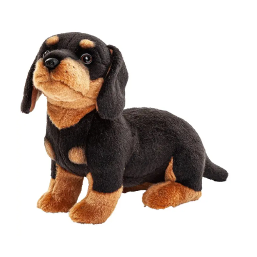 Dachshund teddy best sale